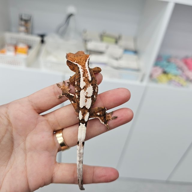 세이블 100%헷아잔틱