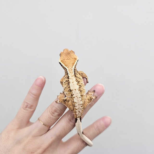 Extreme Harlequin Tri