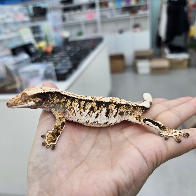 트라이 익스트림할리퀸