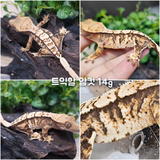 트라이 익스트림할리퀸
