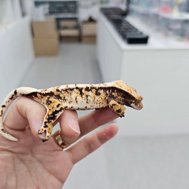 트라이 익스트림할리퀸