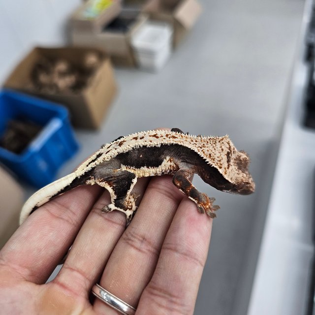 릴리100%헷아잔틱