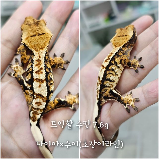 트라이 익스트림할리퀸