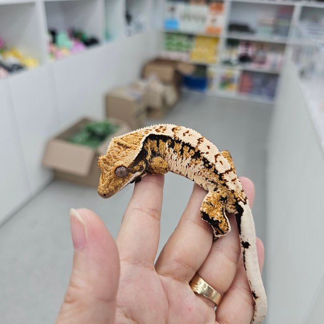 트라이 익스트림할리퀸