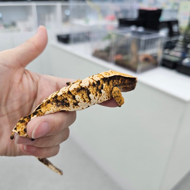 트라이 익스트림할리퀸