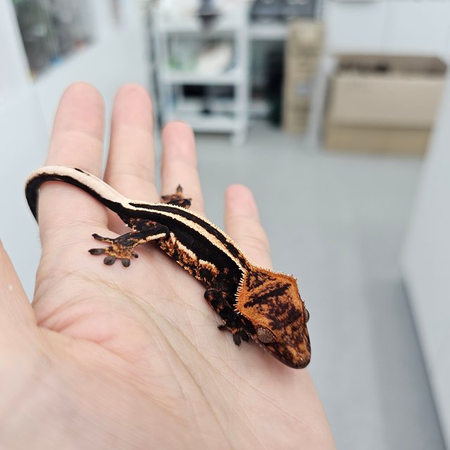 엠티백 슈퍼스트라이프