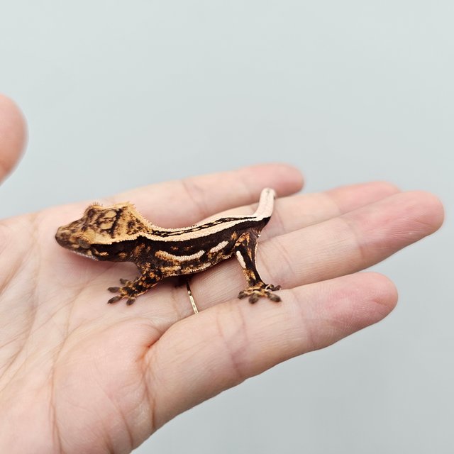 Empty Back Super Stripe