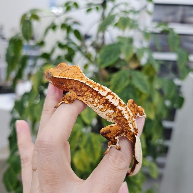 레드 트라이 익스트림할리퀸