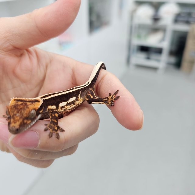 엠티백 슈퍼스트라이프