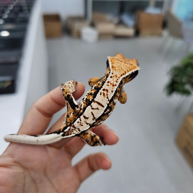 Tangerine Tri Extreme Harlequin White Spot