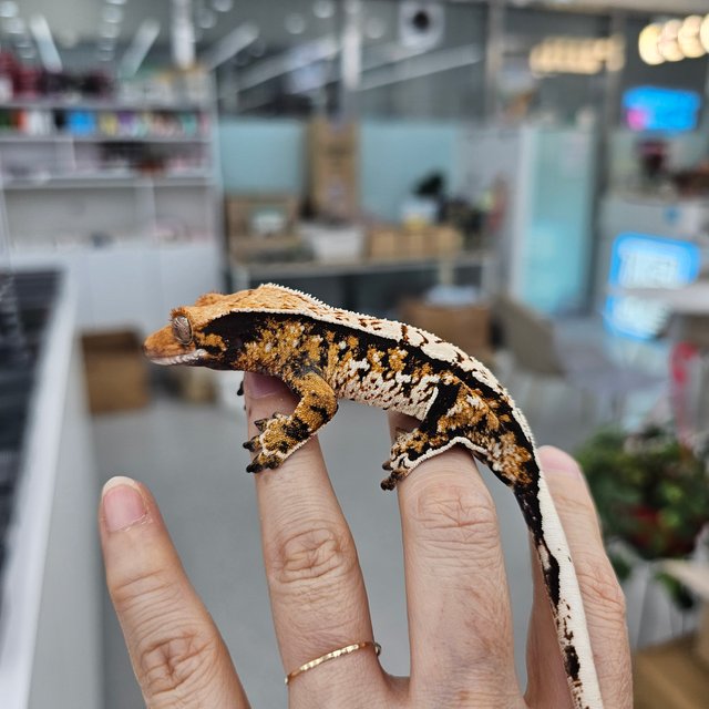 Tangerine Tri Extreme Harlequin White Spot