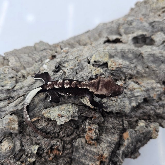 Axanthic