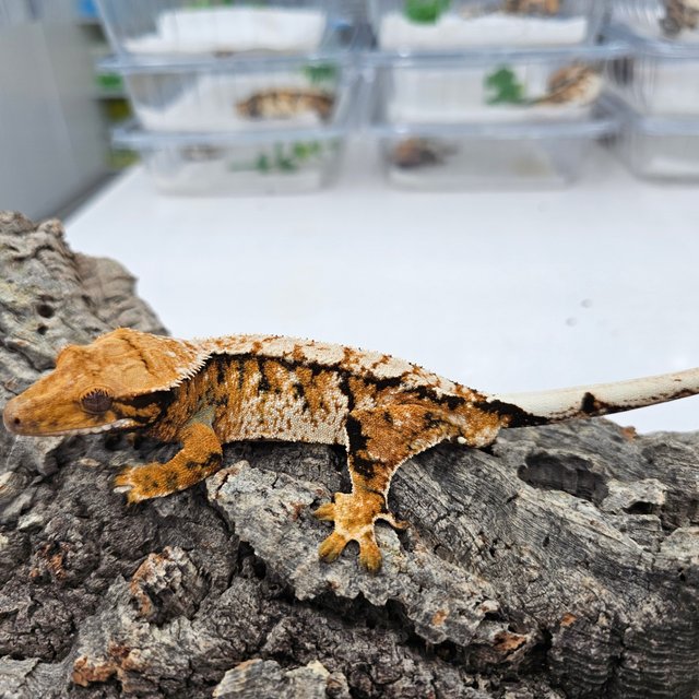 Tri Tangerine