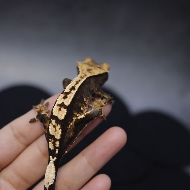 할리퀸 다크 블랙 화이트