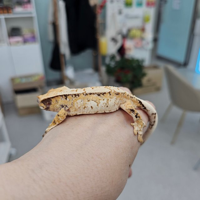 트라이 익스트림할리퀸 화이트스팟