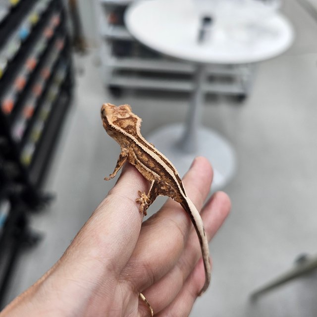 100% Het Axanthic Super Stripe