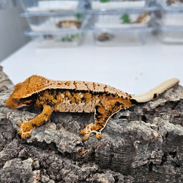 Tangerine Tri