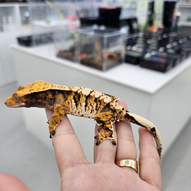 트라이 익스트림할리퀸