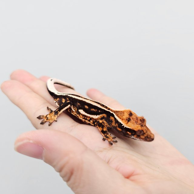 Empty Back Super Stripe