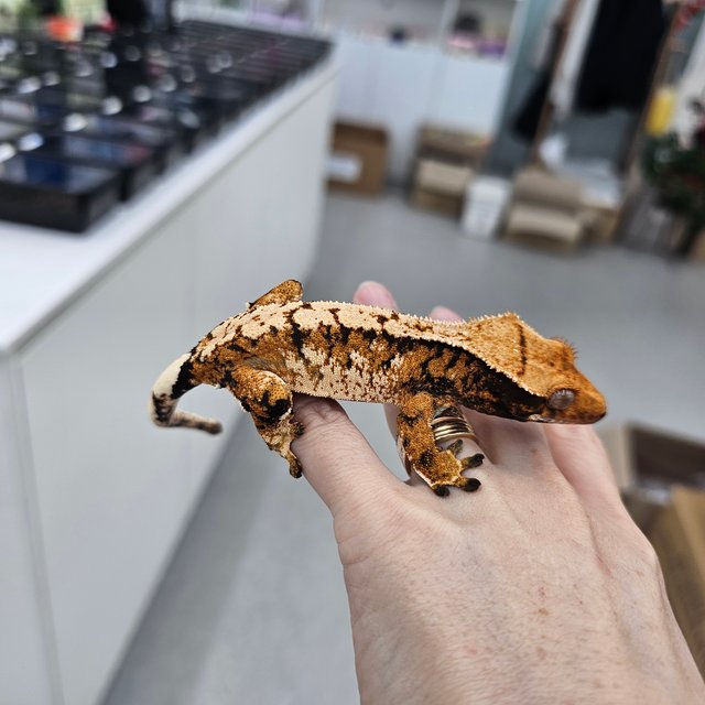 Tangerine Tri Extreme Harlequin