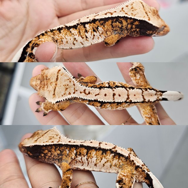 Tri Extreme Harlequin