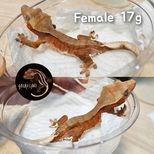 릴리화이트 팬텀 레드