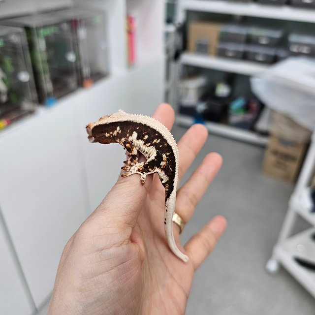 릴리화이트 100%헷아잔틱