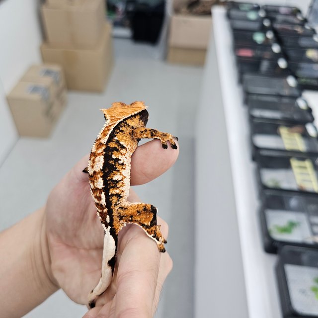 트라이 익스트림할리퀸 텐저린