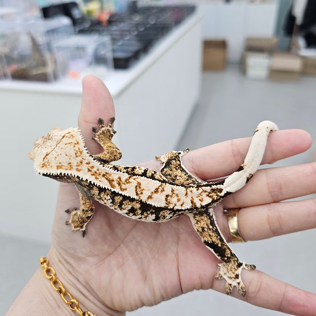 트라이 익스트림할리퀸