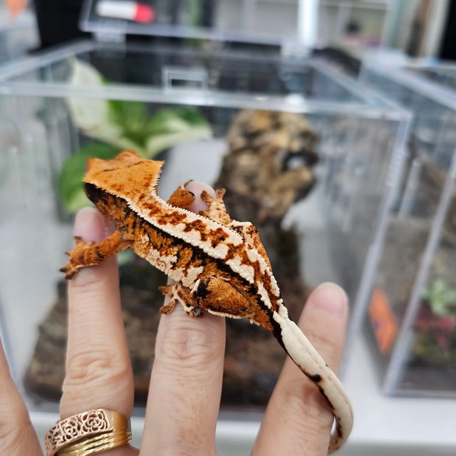 Tangerine Tri Extreme Harlequin