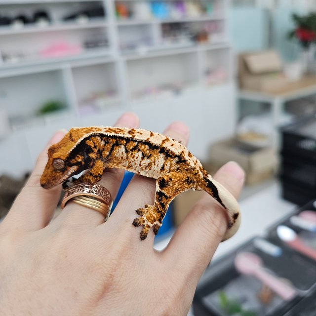 트라이 익스트림할리퀸 텐저린