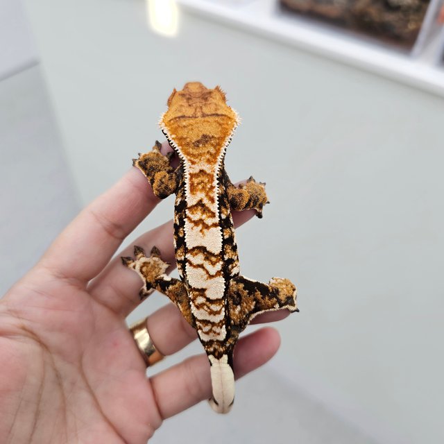 트라이 익스트림할리퀸