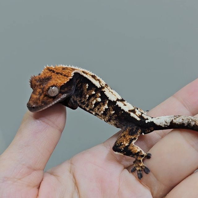 세이블