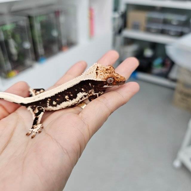 릴리화이트 100%헷아잔틱