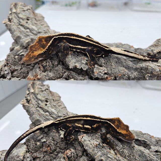 Empty Back Super Stripe