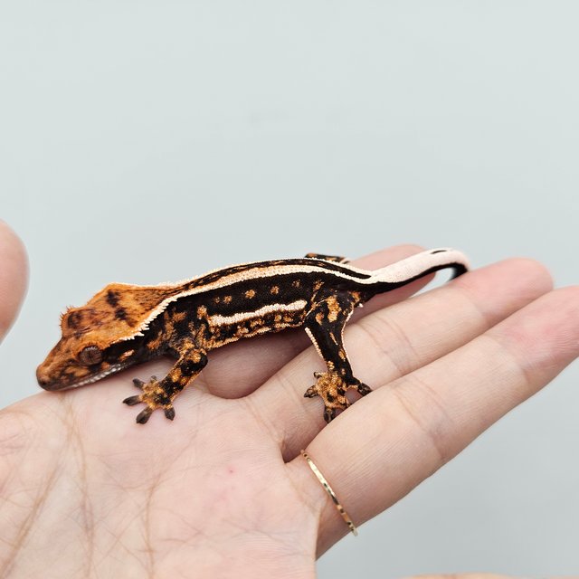 Empty Back Super Stripe