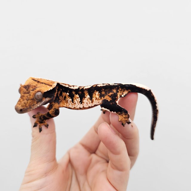 Tri Extreme Harlequin