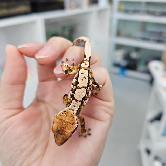 트라이 익스트림할리퀸