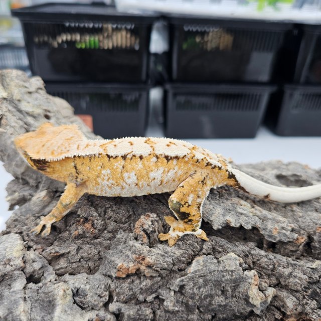 Tri Extreme Harlequin
