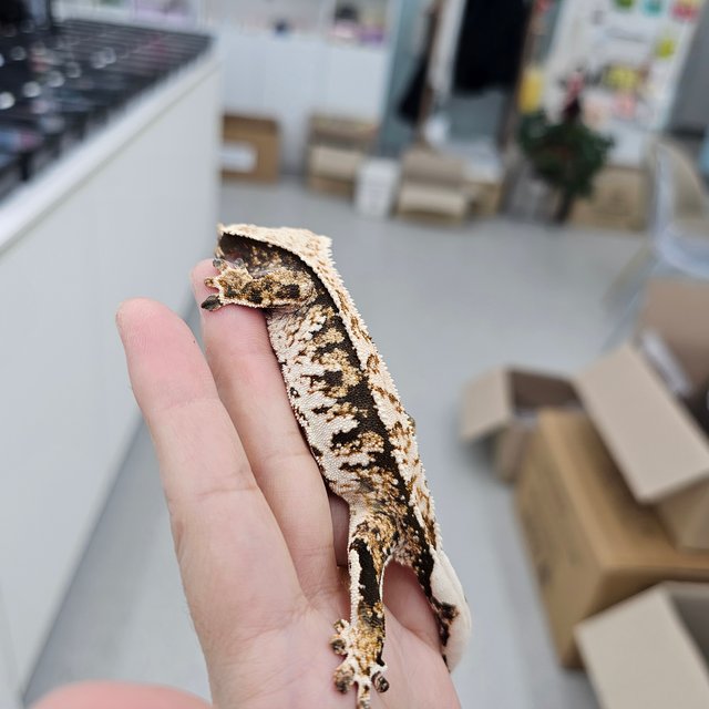 Tri Extreme Harlequin