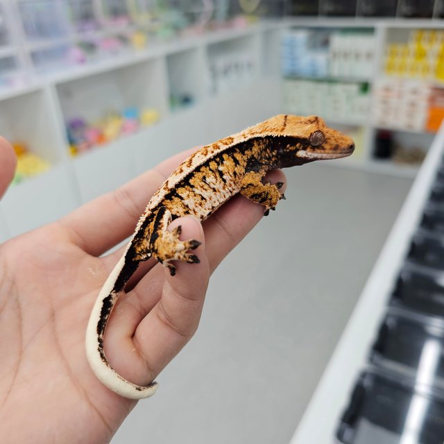 Tri Extreme Harlequin