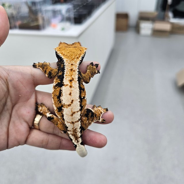 트라이 익스트림할리퀸