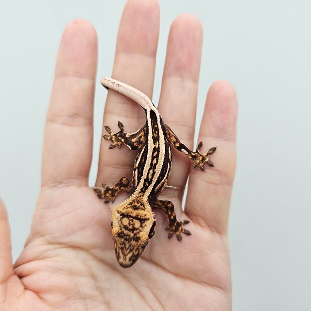 Empty Back Super Stripe