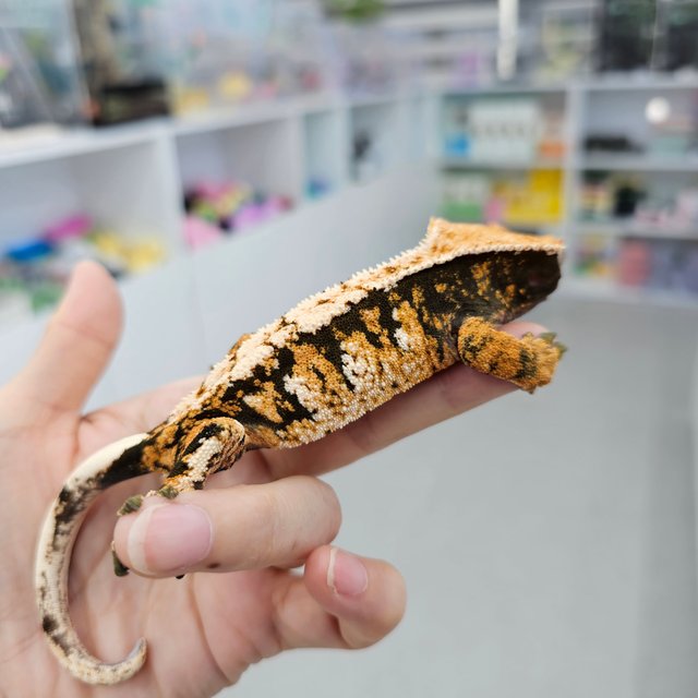 트라이 익스트림할리퀸