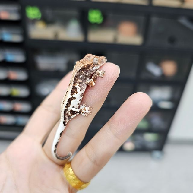 프라푸치노