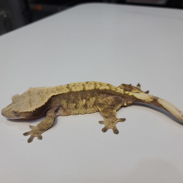 할리퀸