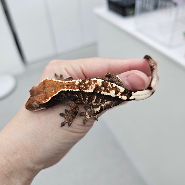 카푸치노 트라이