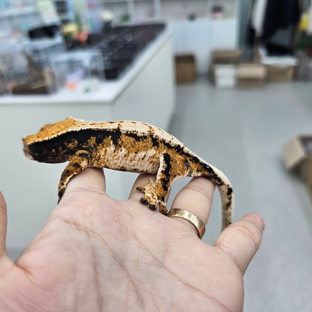 트라이 익스트림할리퀸