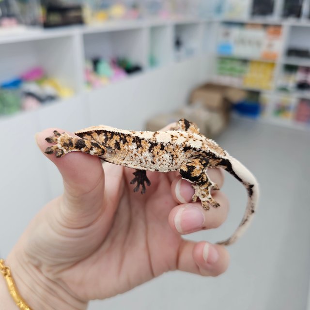 트라이 익스트림할리퀸