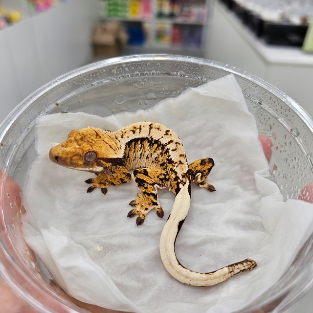 트라이 익스트림할리퀸